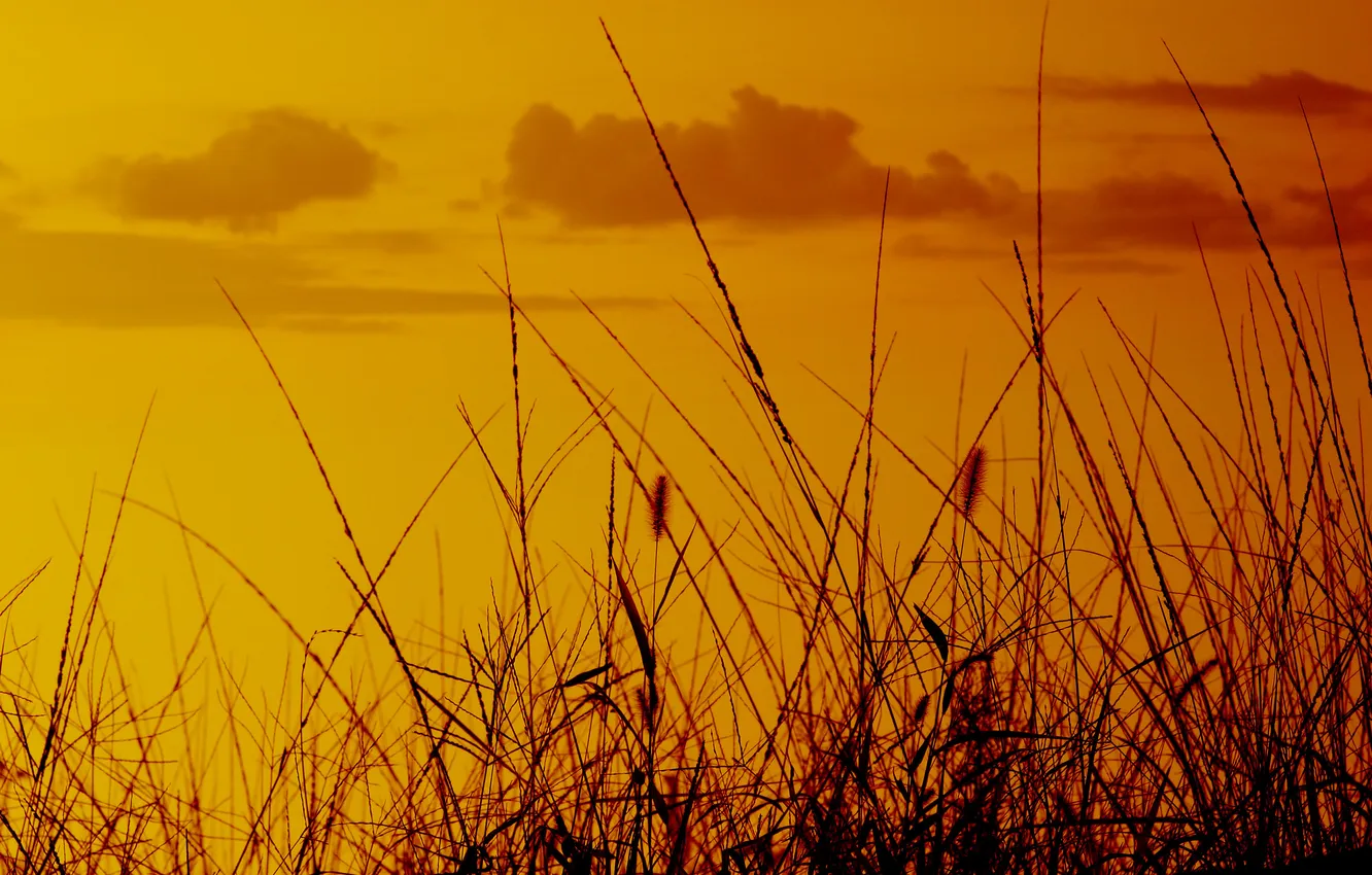 Photo wallpaper field, the sky, grass, nature, photo, background, Wallpaper, view