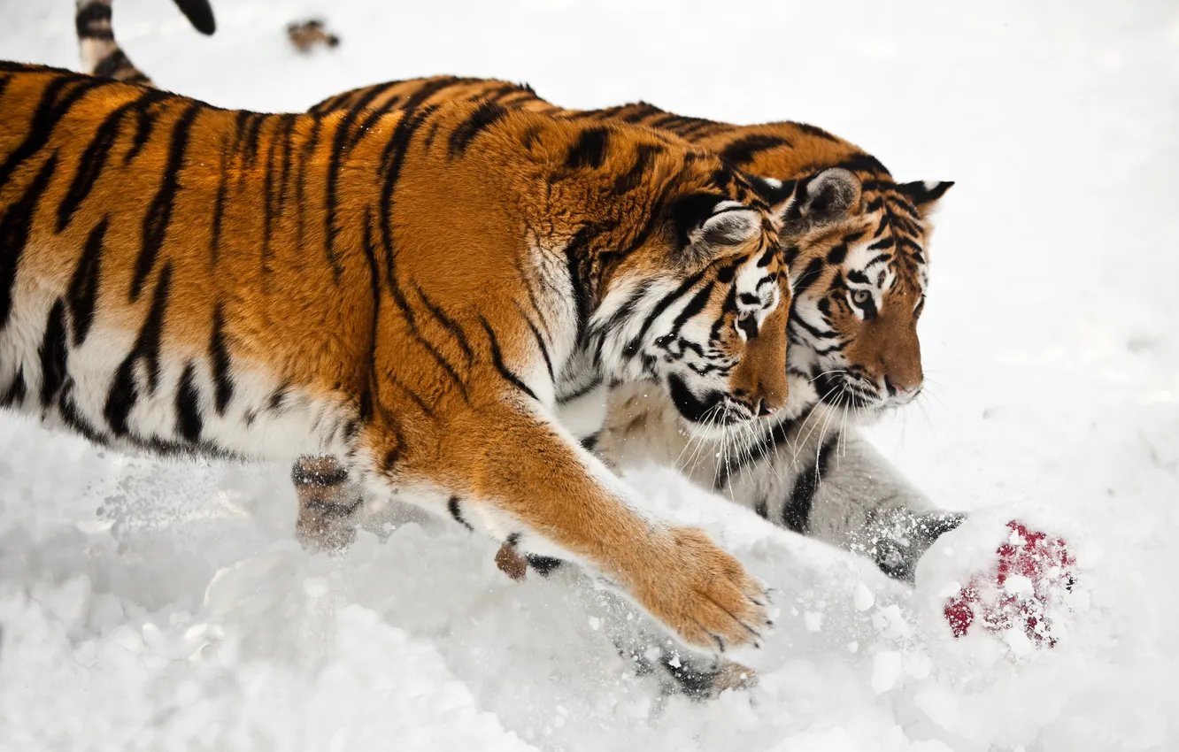 Photo wallpaper snow, cats, tiger, the game, the ball, pair, Amur