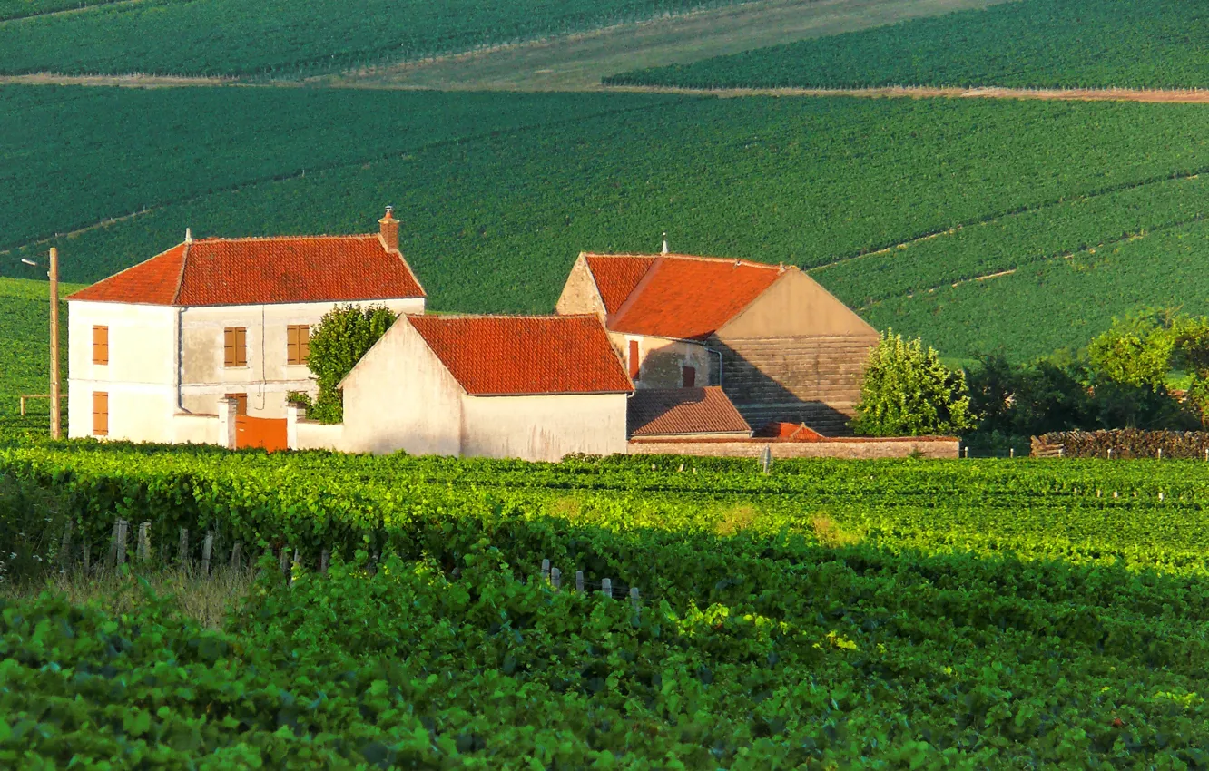 Photo wallpaper wine, France, vineyard, white wine, Burgundy, vitis vinifera, AOC, chardonnay