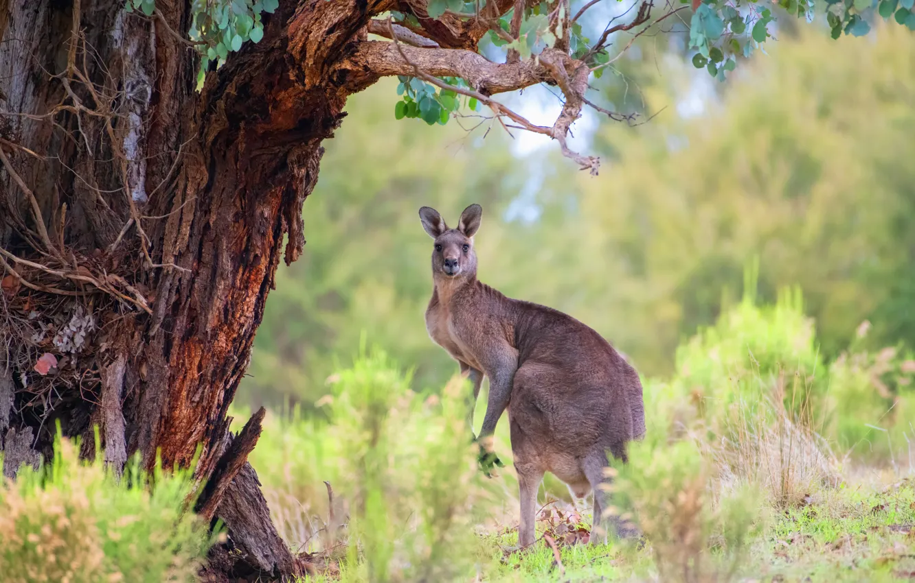 Photo wallpaper trees, nature, kangaroo