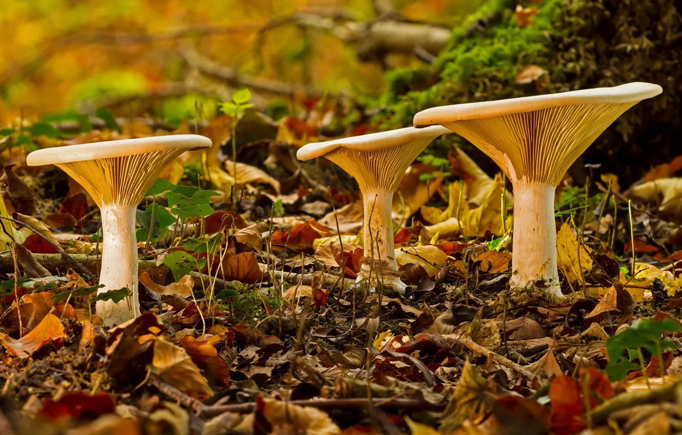 Photo wallpaper autumn, forest, foliage, mushrooms
