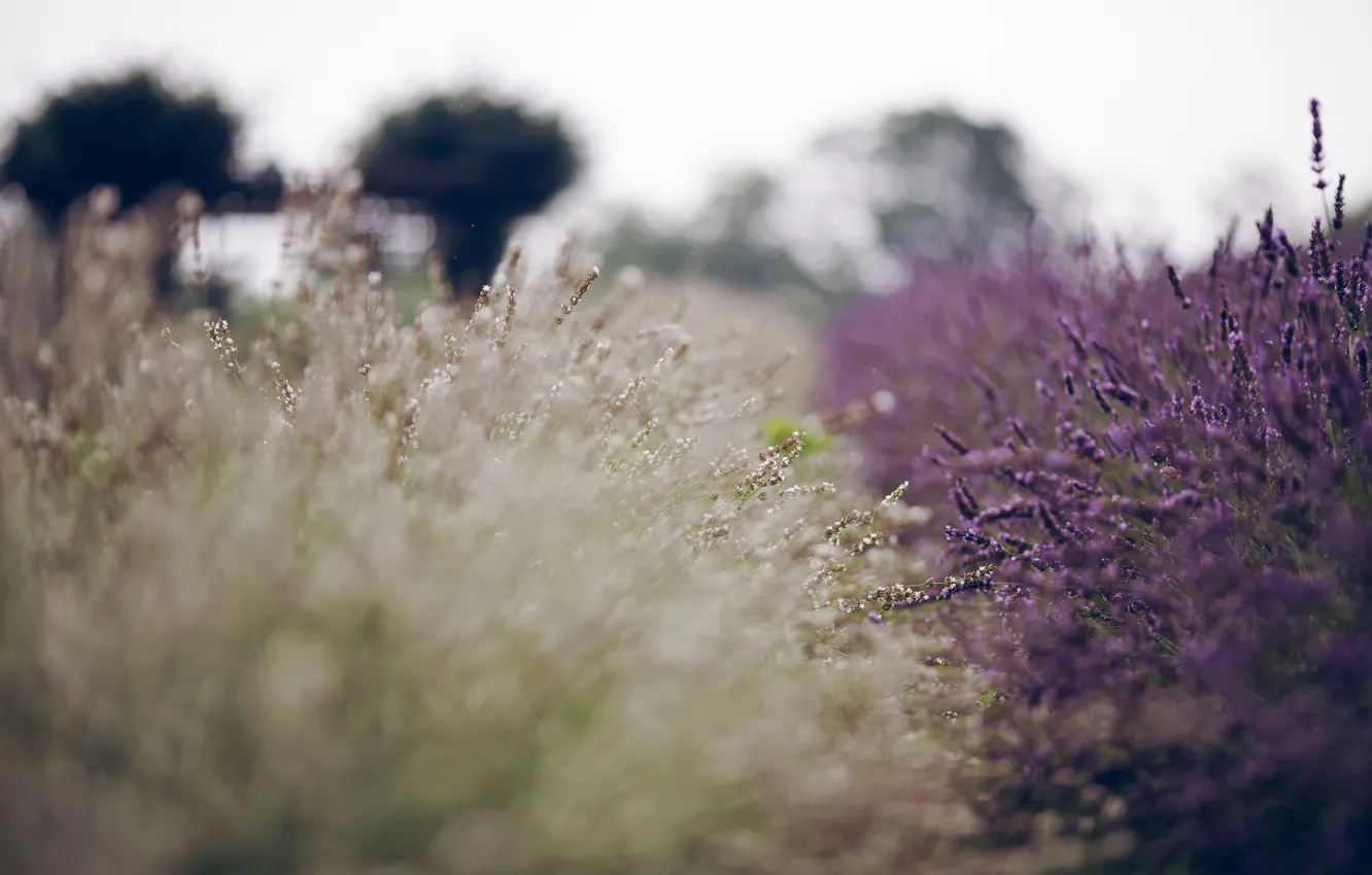 Photo wallpaper summer, flowers, lavender