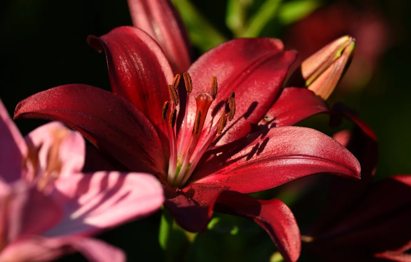 Photo wallpaper macro, Lily, red