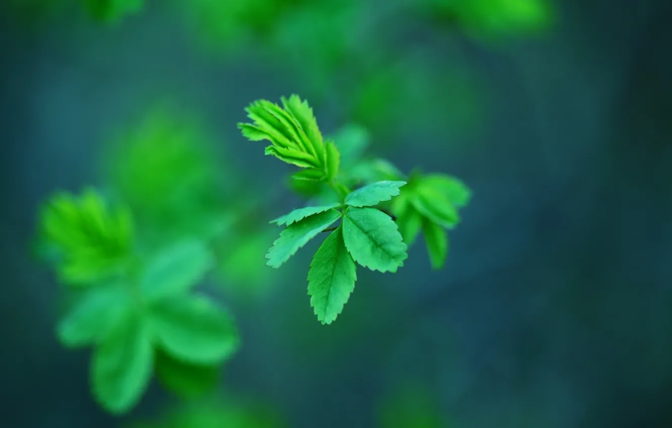 Photo wallpaper greens, leaves, green, plant, plant