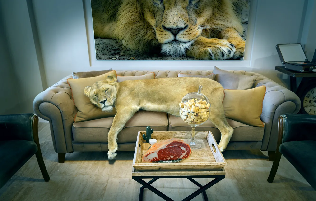 Photo wallpaper rendering, room, stay, interior, lioness