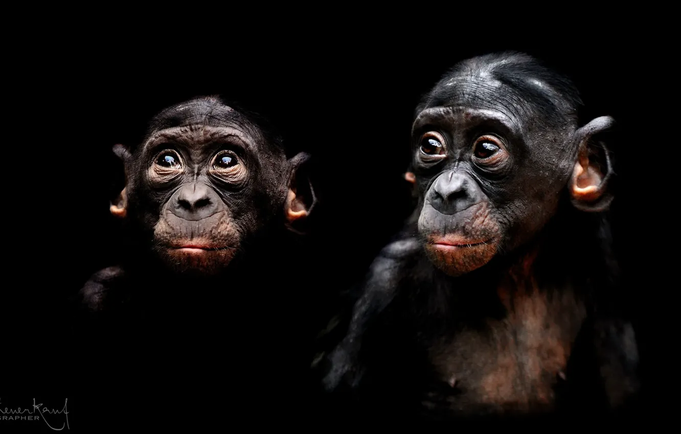 Photo wallpaper nature, background, monkey