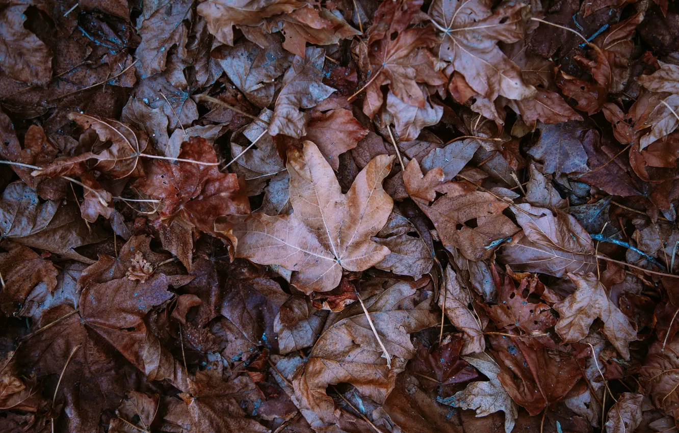 Photo wallpaper autumn, leaves, fallen
