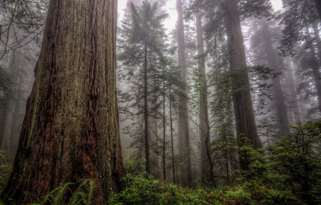 Photo wallpaper forest, trees, nature, fog