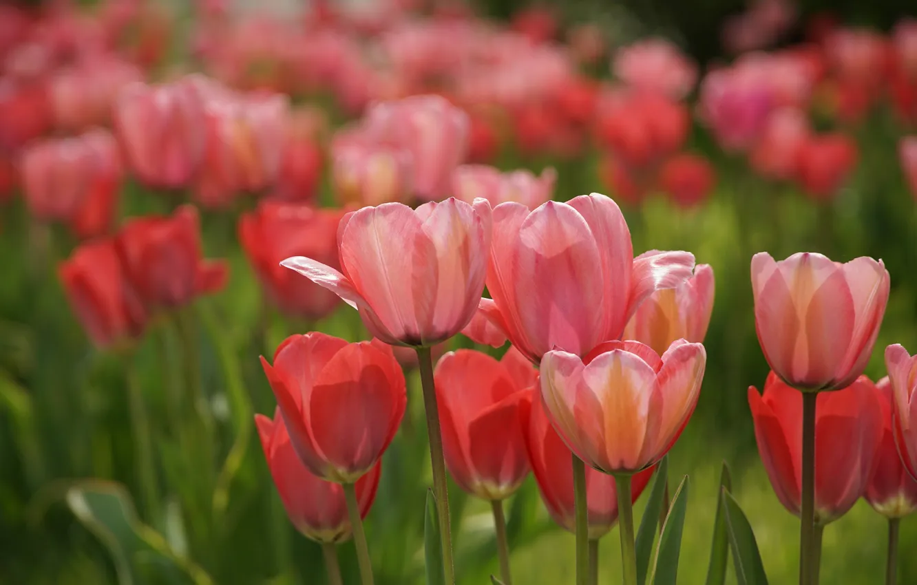 Photo wallpaper flowers, spring, tulips, gentle, pink, flowerbed