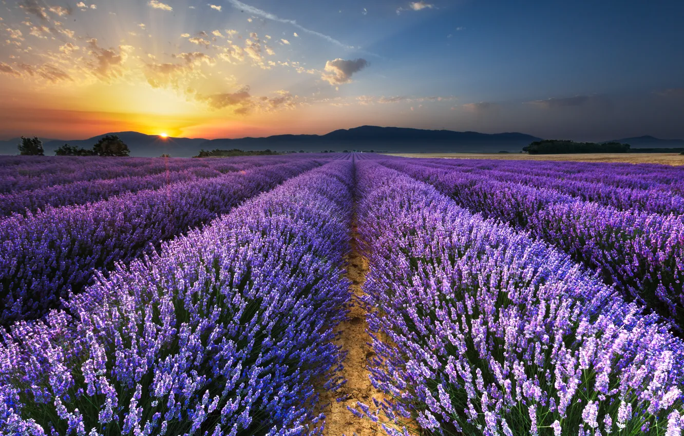 Photo wallpaper field, morning, lavender