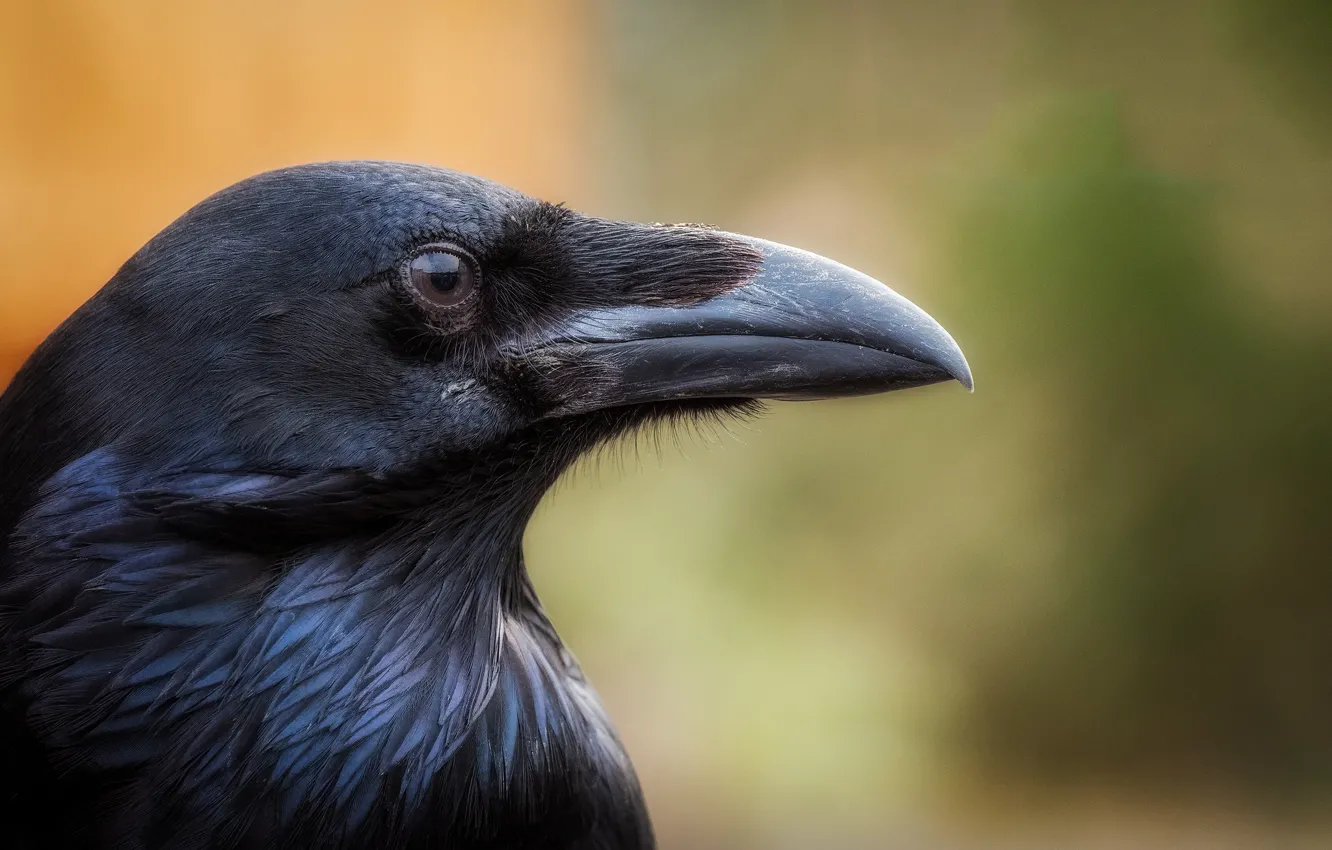 Photo wallpaper bird, black, beak, Raven