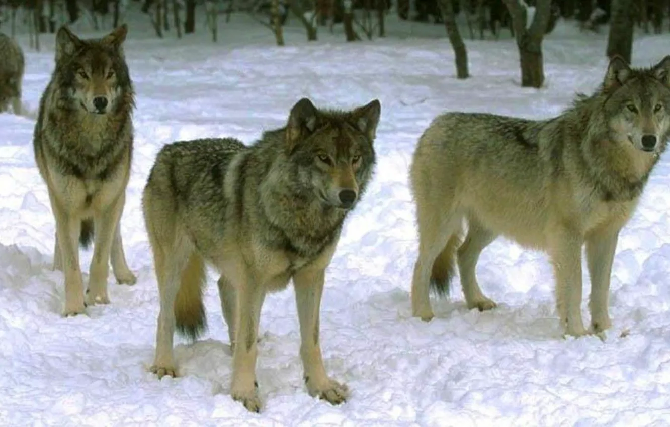 Photo wallpaper animals, nature, snow, Grey Wolf, Wolf Pack Waiting On The Hunt