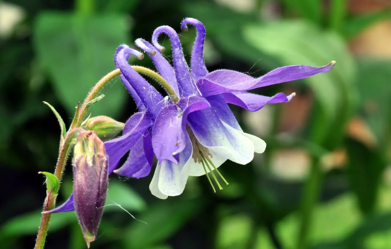 Photo wallpaper flowers, the catchment, Aquilegia