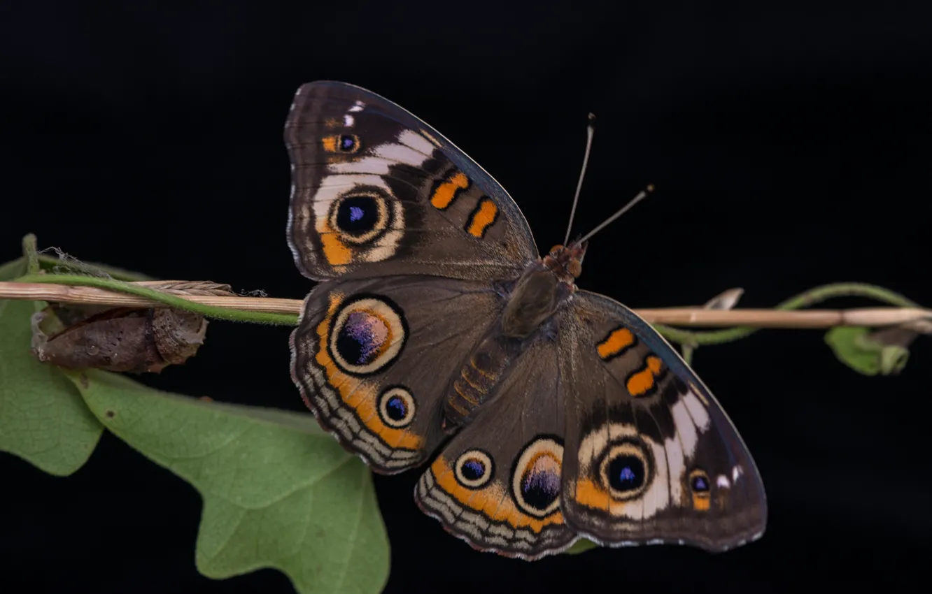 Photo wallpaper butterfly, wings, eyes