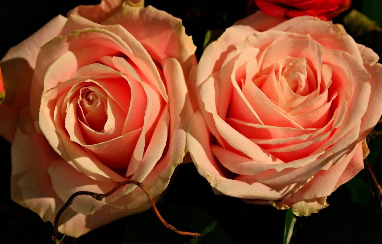 Photo wallpaper macro, roses, Duo, buds