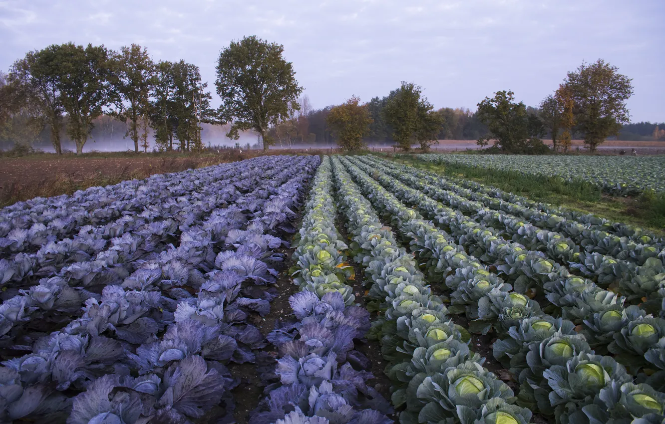 Photo wallpaper field, morning, cabbage