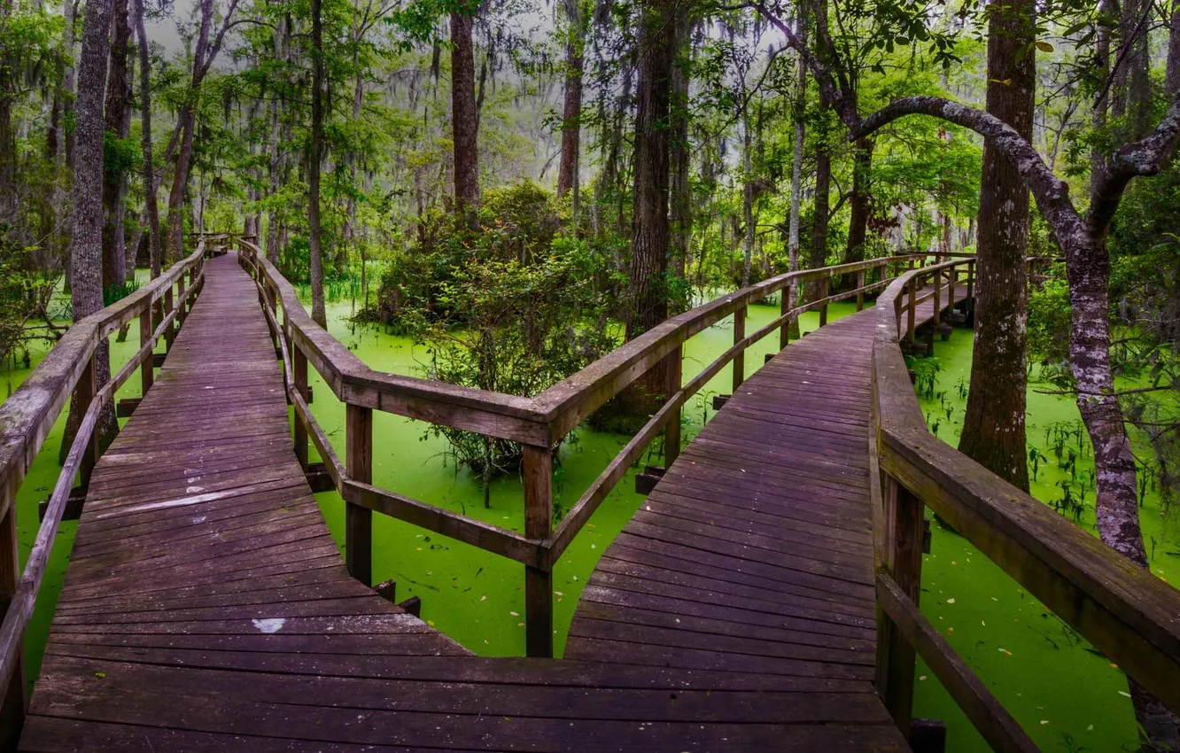 Photo wallpaper forest, trees, swamp, track, South Carolina, USA, the bridge, Hilton Head Island