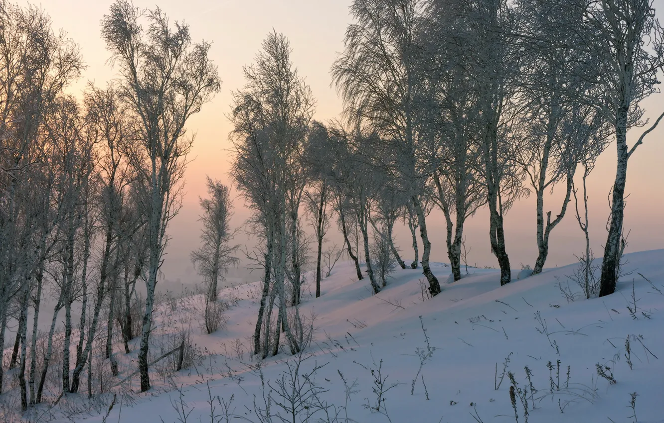 Photo wallpaper snow, nature, birch