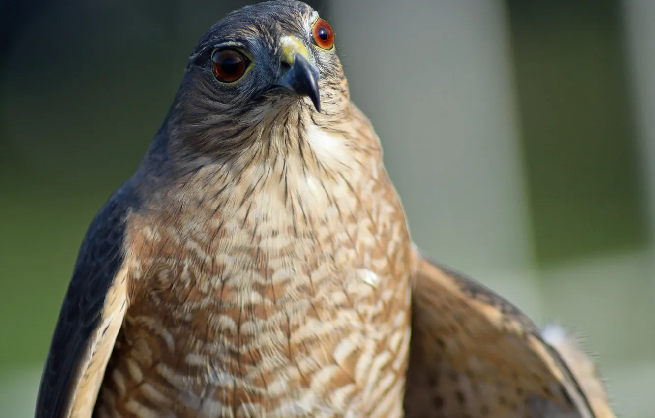 Photo wallpaper bird, hawk, by Nushaa