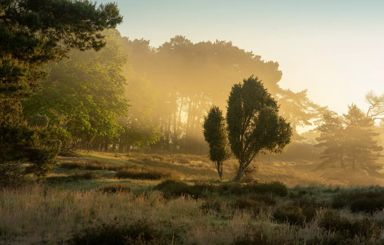 Photo wallpaper forest, light, trees, branches, fog, morning, pine
