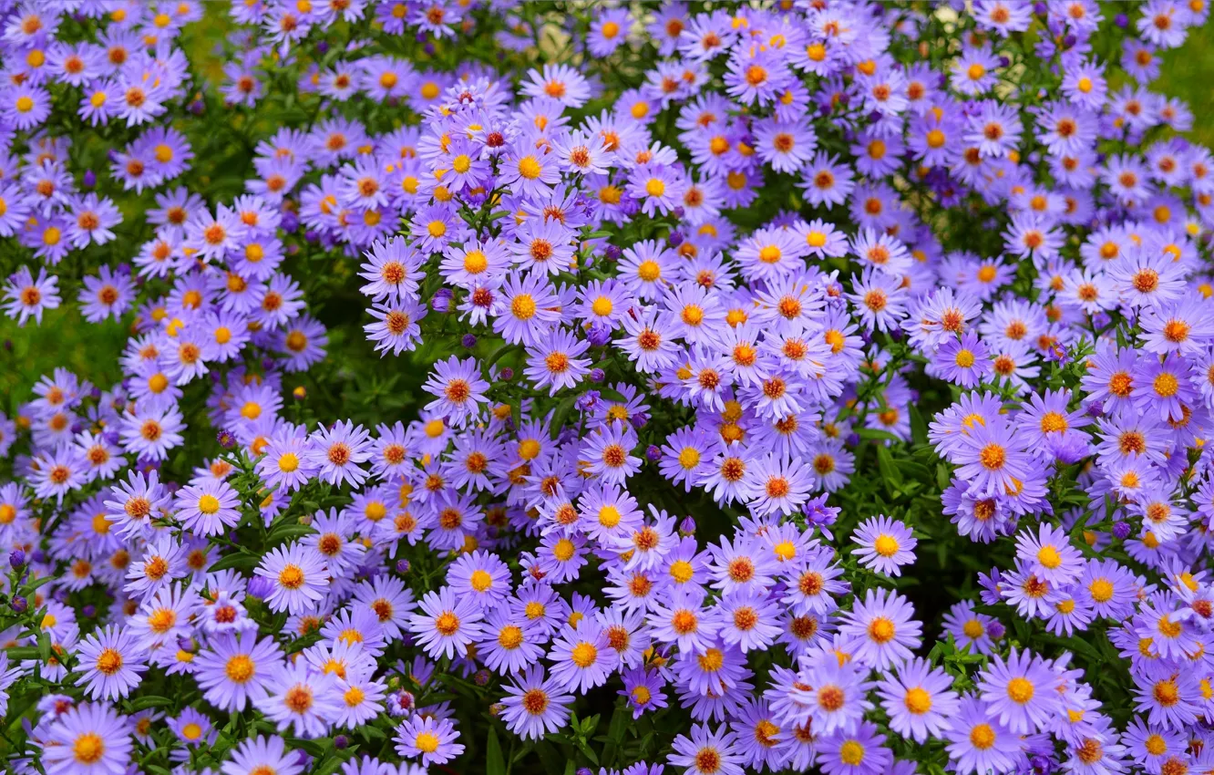 Photo wallpaper Flowers, Purple flowers, Purple flowers
