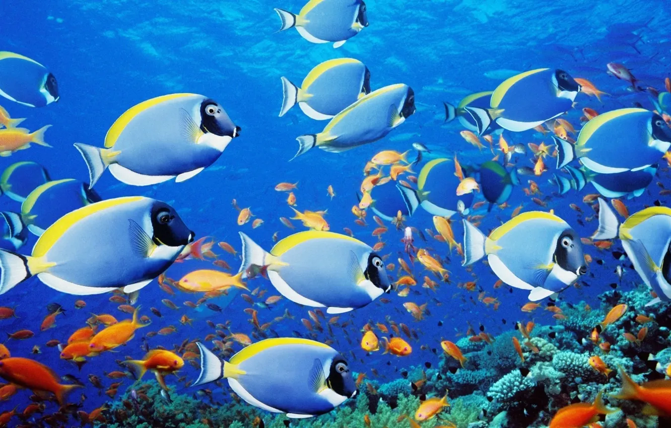 Photo wallpaper fish, photo, beautiful, under water