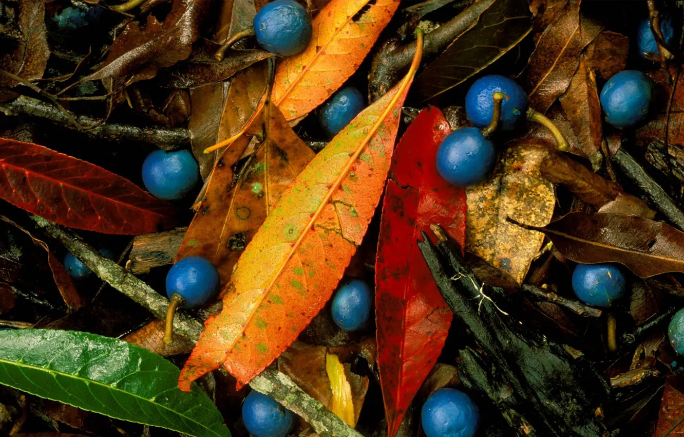 Photo wallpaper leaves, berries, blue quandong, blue marble tree, elaeocarpus angustifolia, blue Fig