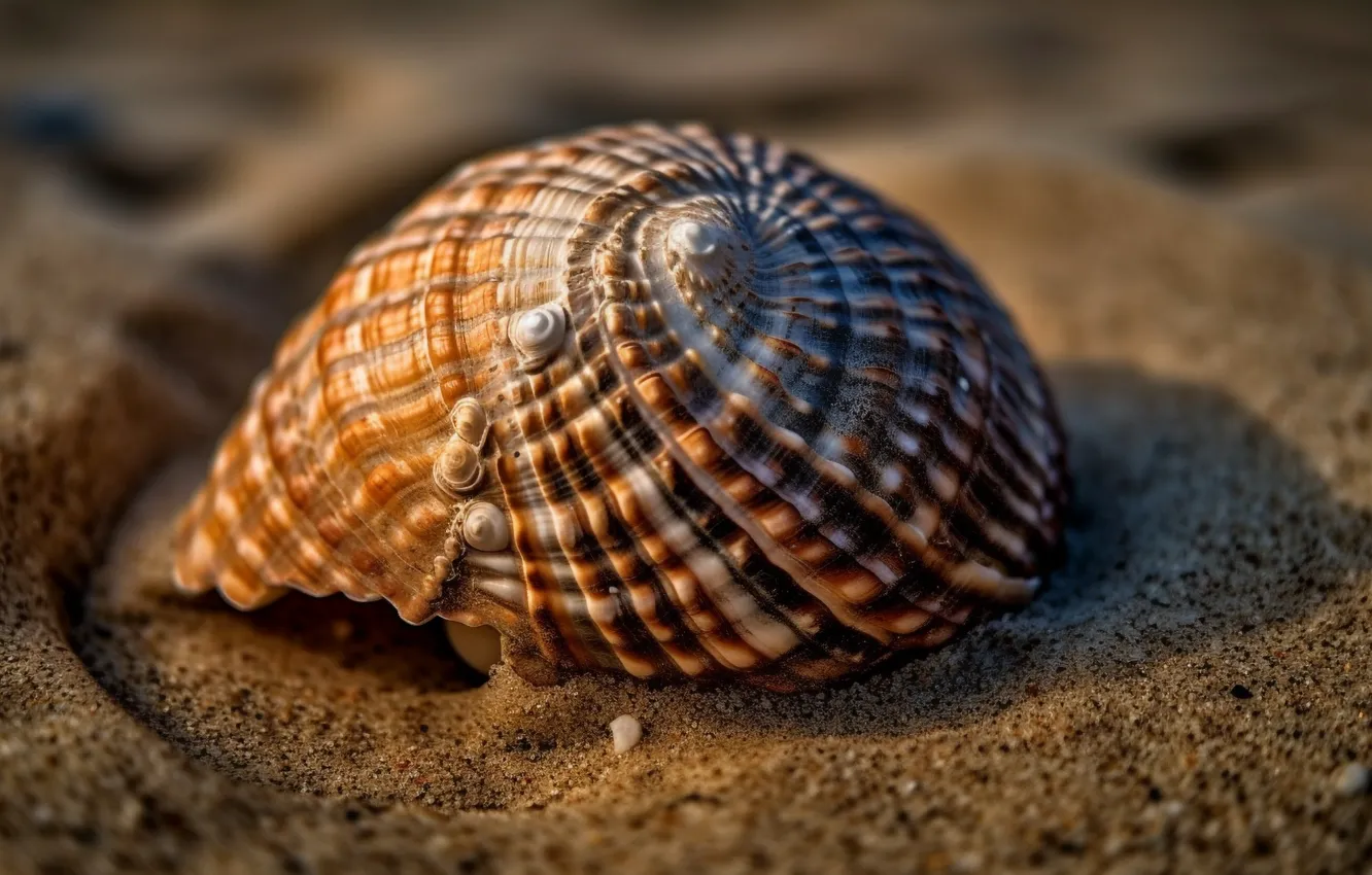 Photo wallpaper sand, macro, spiral, sink, shell, shellfish, coast, digital art