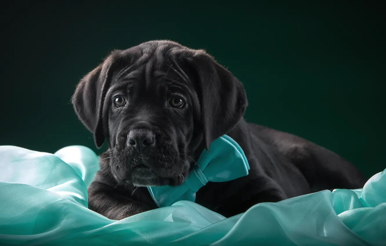 Photo wallpaper butterfly, tie, puppy, fabric, cane Corso