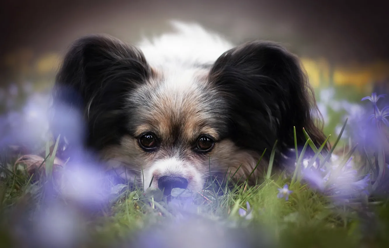 Photo wallpaper look, flowers, dog, face, Papillon, The continental toy Spaniel