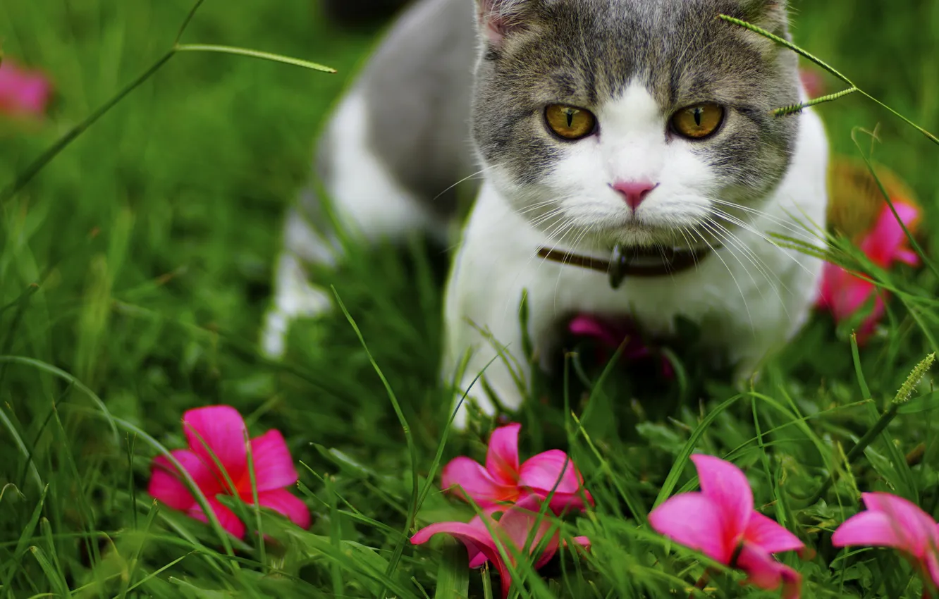 Photo wallpaper cat, grass, cat, flowers, nature, kitty, grey, glade