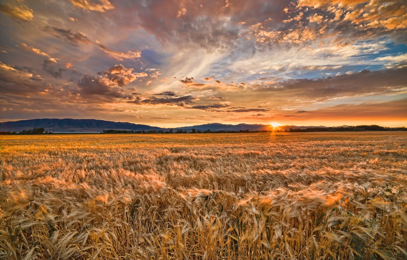 Photo wallpaper wheat, field, summer, sunset
