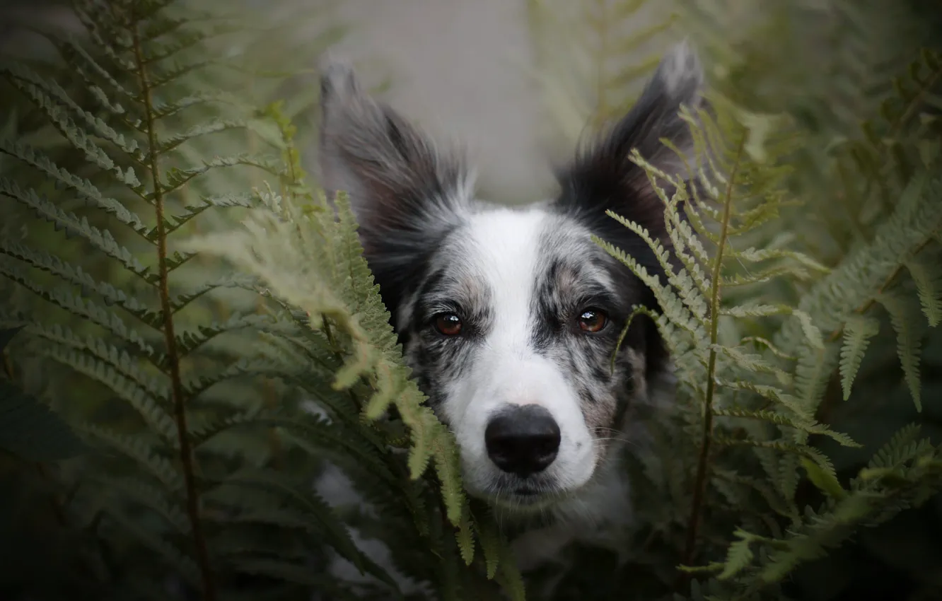 Photo wallpaper summer, look, face, leaves, nature, background, portrait, dog