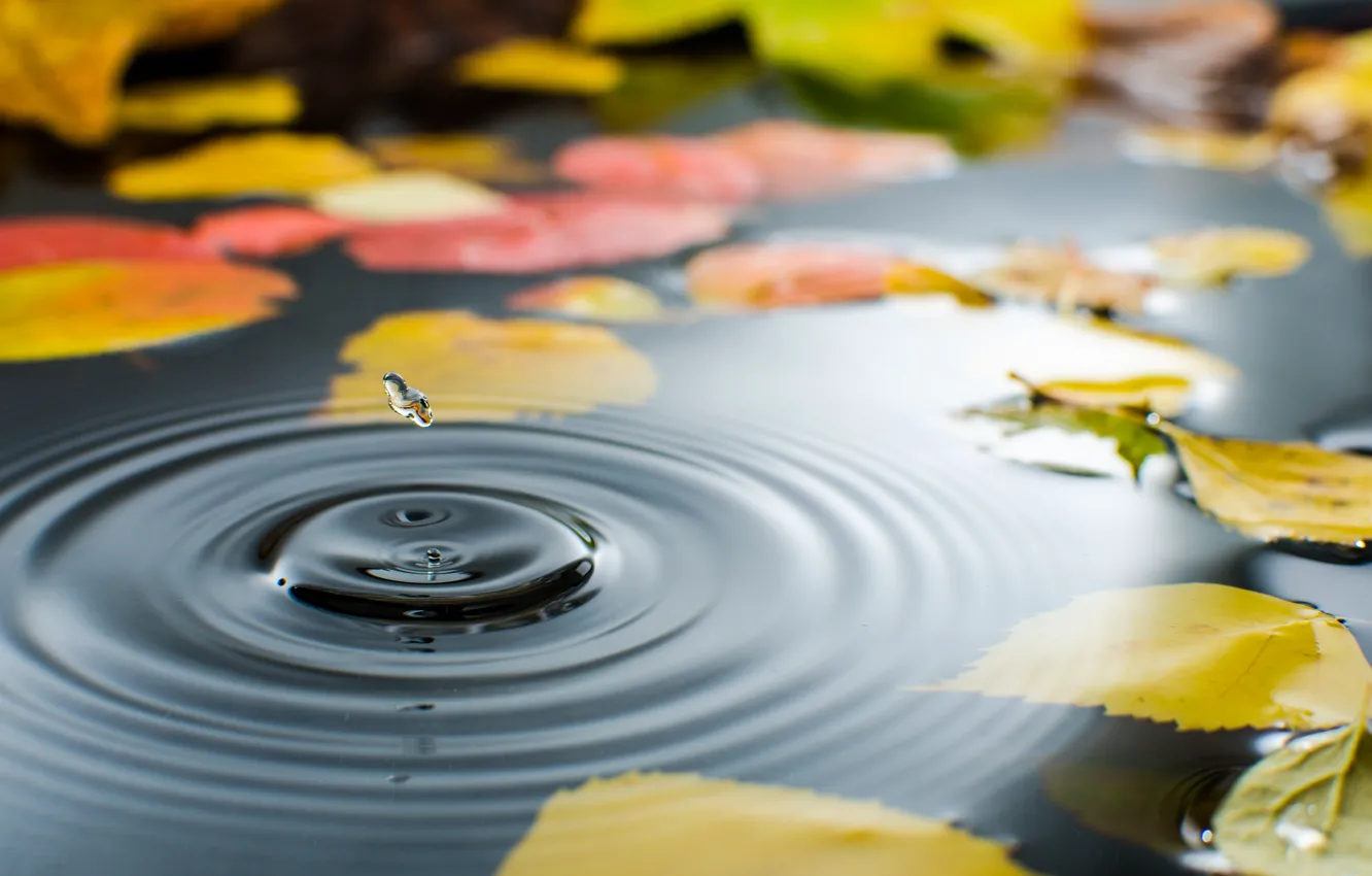 Photo wallpaper autumn, leaves, water, drop, puddle