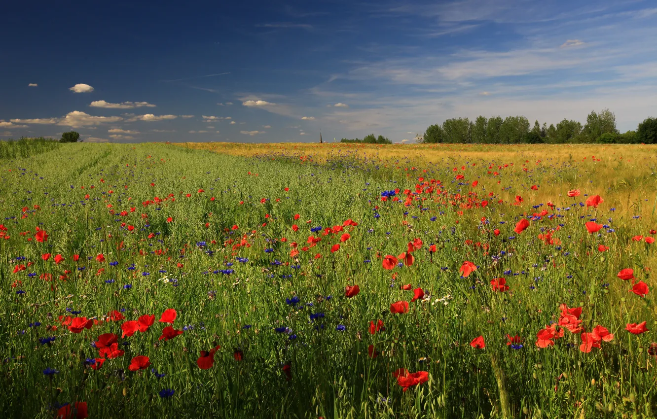 Photo wallpaper field, summer, the sky, clouds, flowers, blue, red, blue