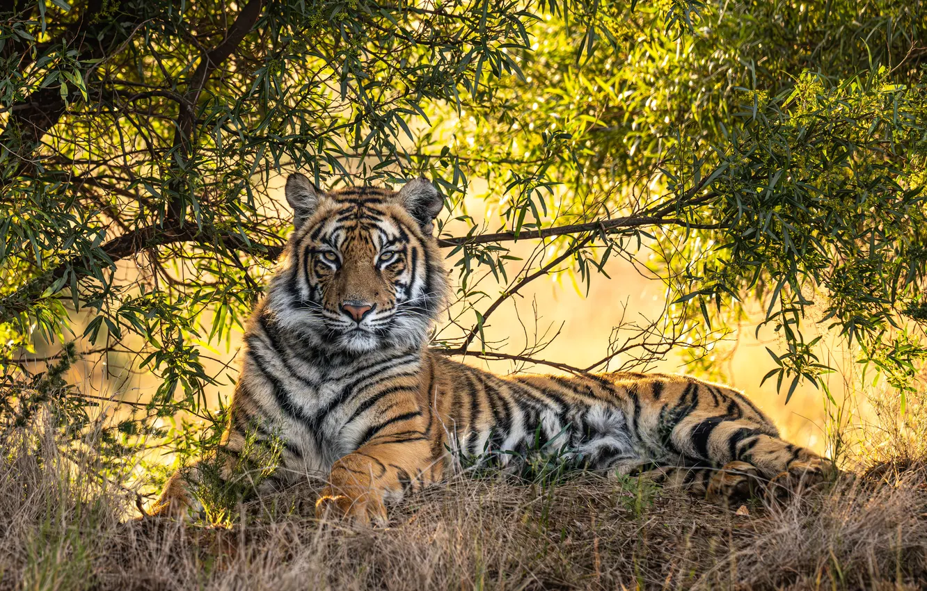 Photo wallpaper nature, tiger, tree, look, rest