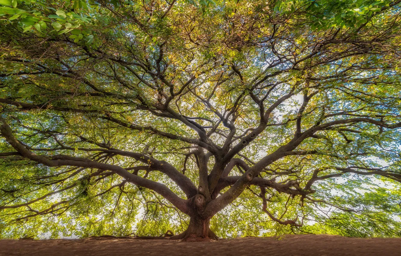 Photo wallpaper trees, Brazil, Brazil, crown, the beauty of nature, An old tree with lush branches, Old …