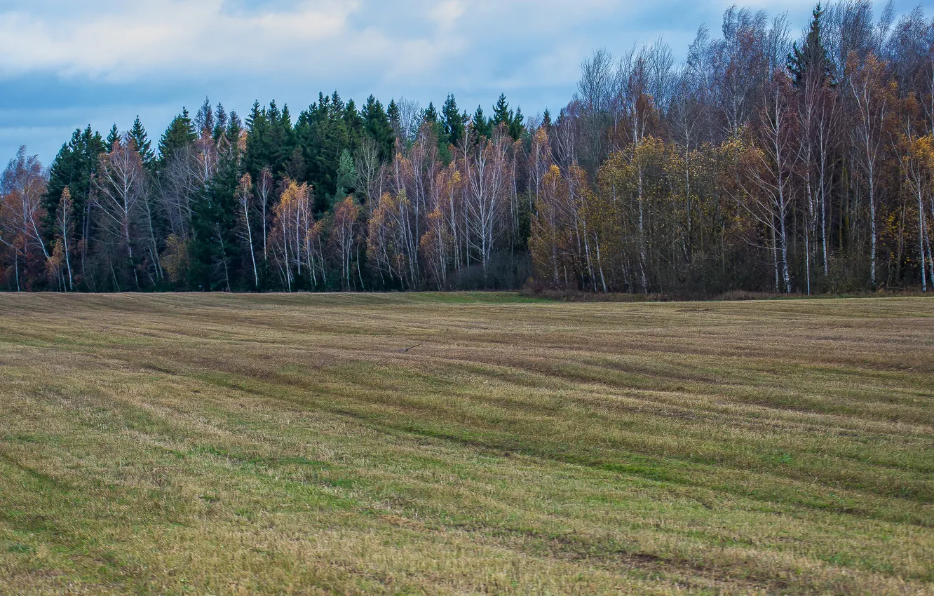 Photo wallpaper field, autumn, forest, landscape, nature