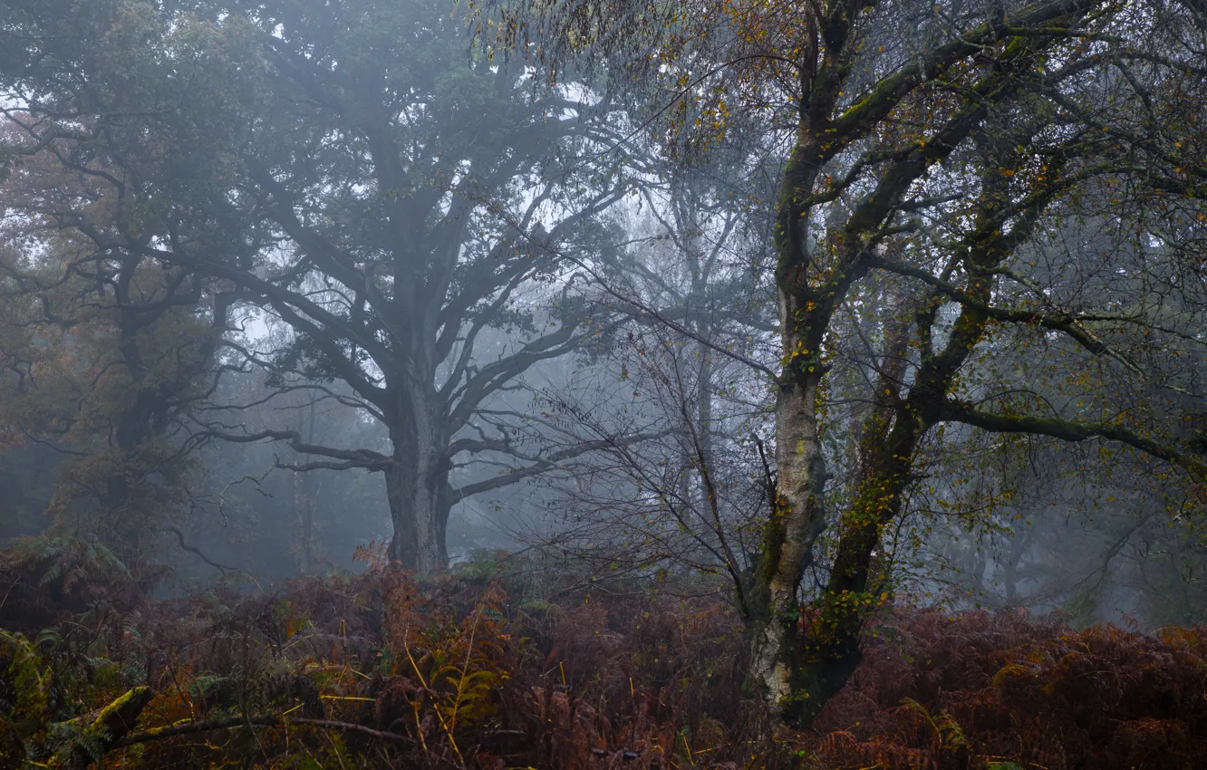 Photo wallpaper forest, trees, nature, fog, ferns, UK, Great Britain, Savernake Forest
