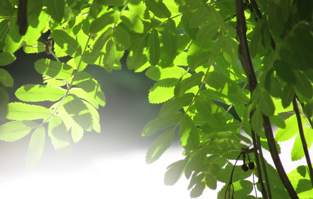 Photo wallpaper leaves, the sun, trees, nature, green, glare, green, tree
