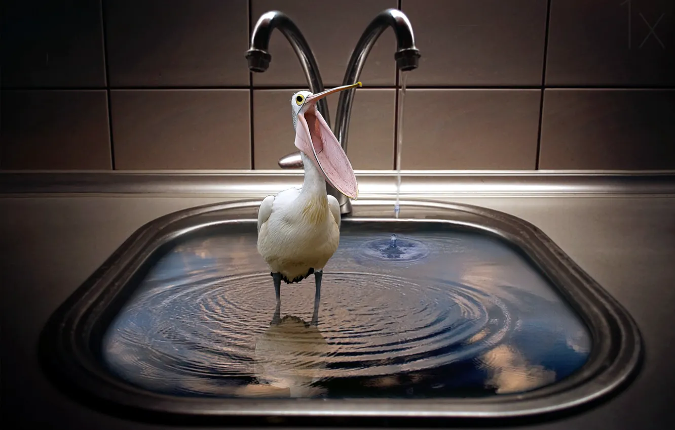 Photo wallpaper bird, the situation, crane, sink