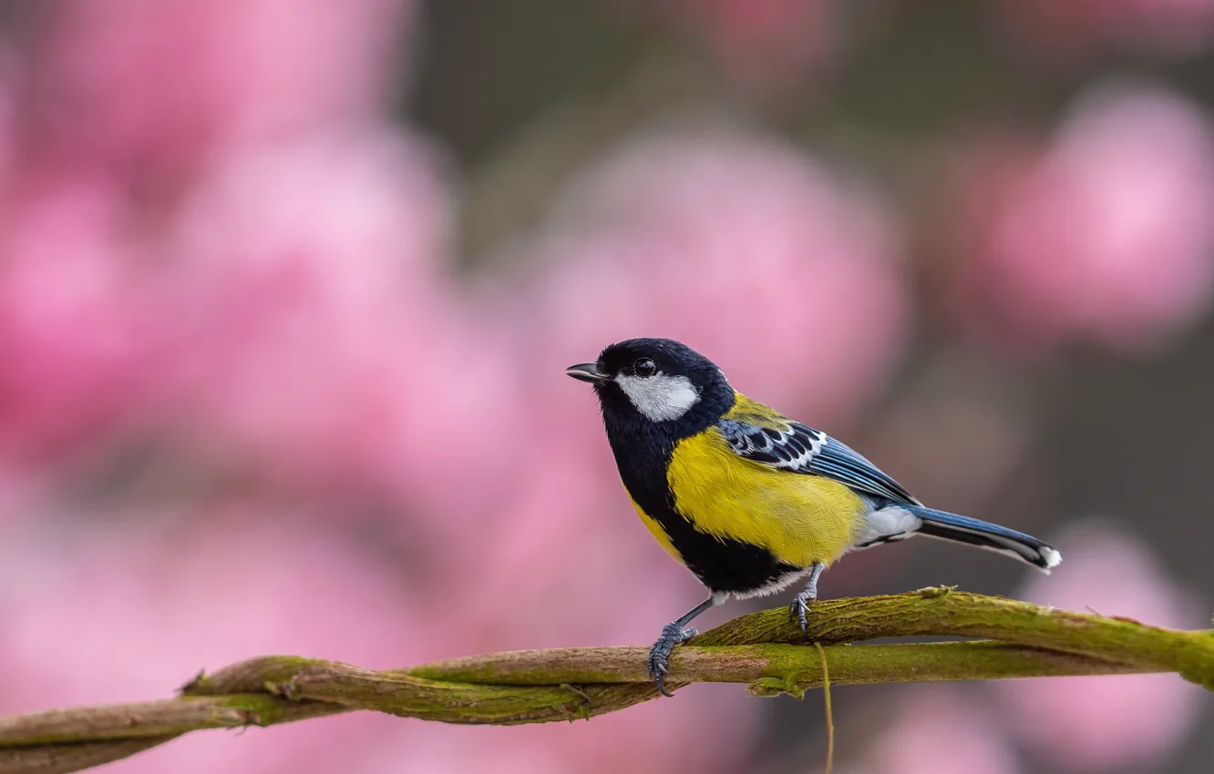 Photo wallpaper branches, bird, pink background, bokeh, tit