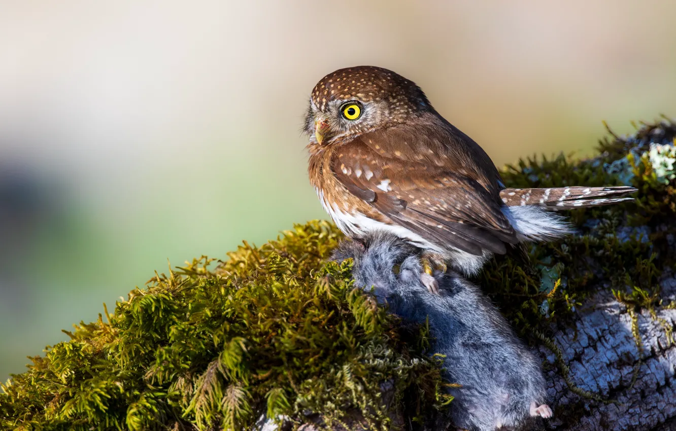 Photo wallpaper look, nature, owl, bird, moss, log, mining, rodent