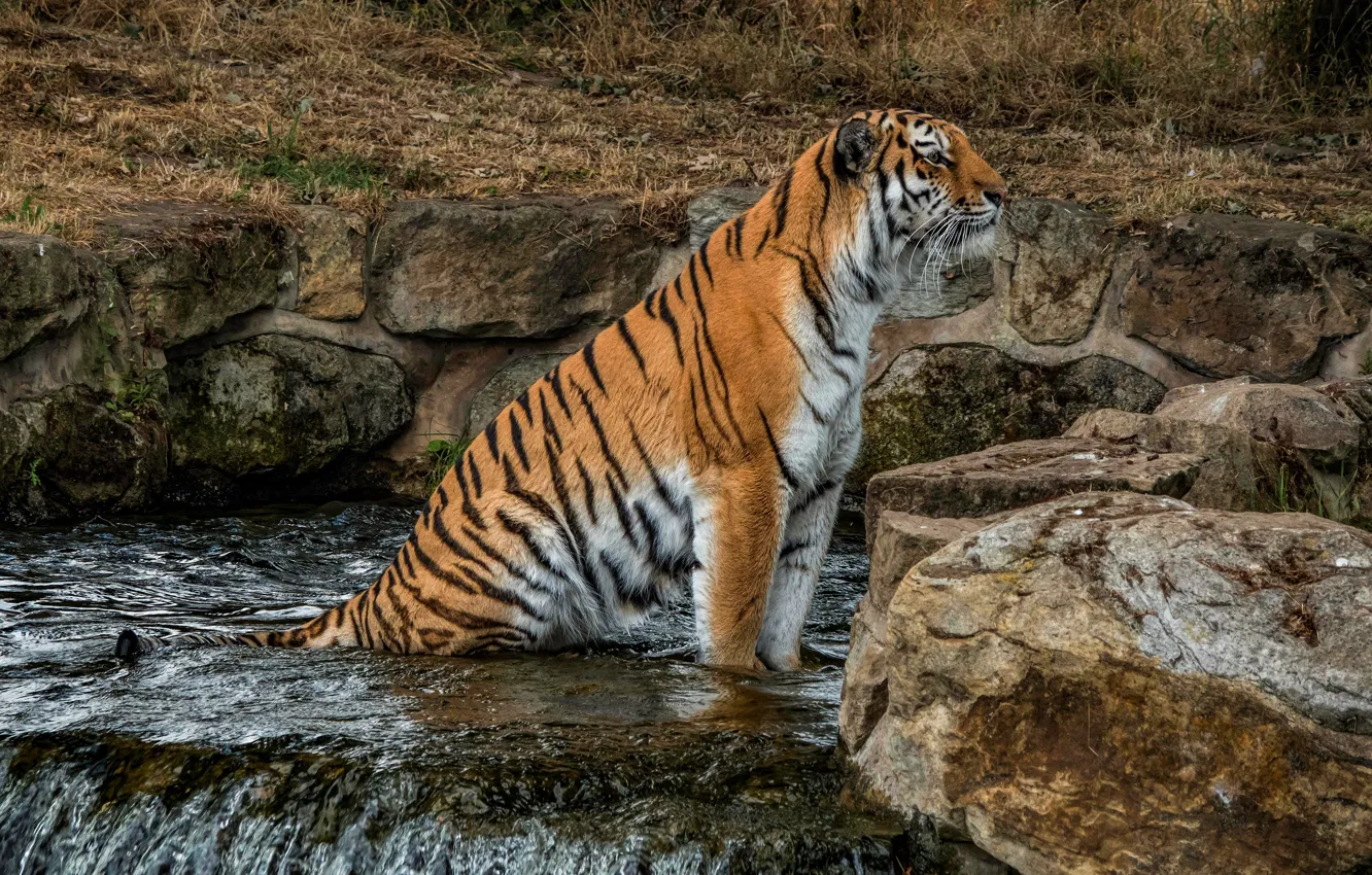 Photo wallpaper look, nature, tiger, stones, waterfall, sitting, wild cat, zoo