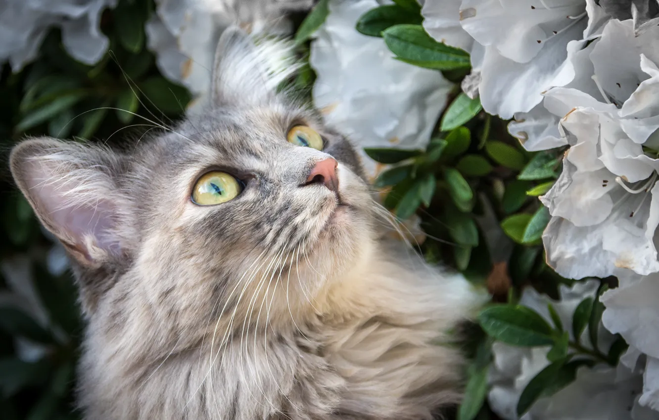 Photo wallpaper eyes, cat, flowers