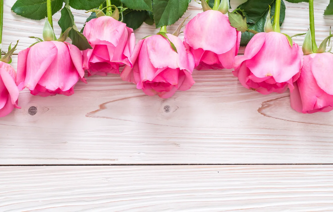 Photo wallpaper flowers, roses, pink, fresh, wood, pink, flowers, roses
