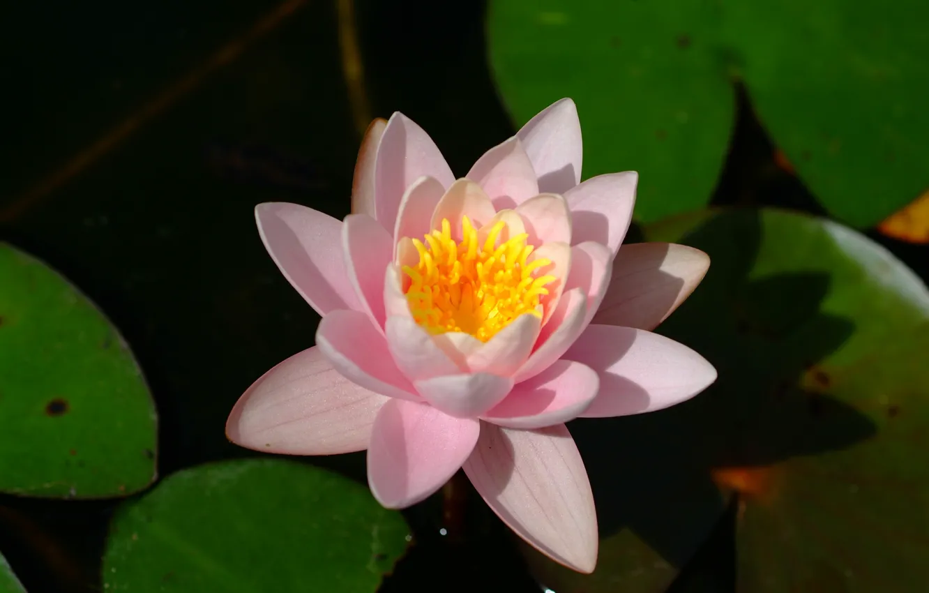 Photo wallpaper bokeh, bokeh, water Lily, water lily, Pink flower