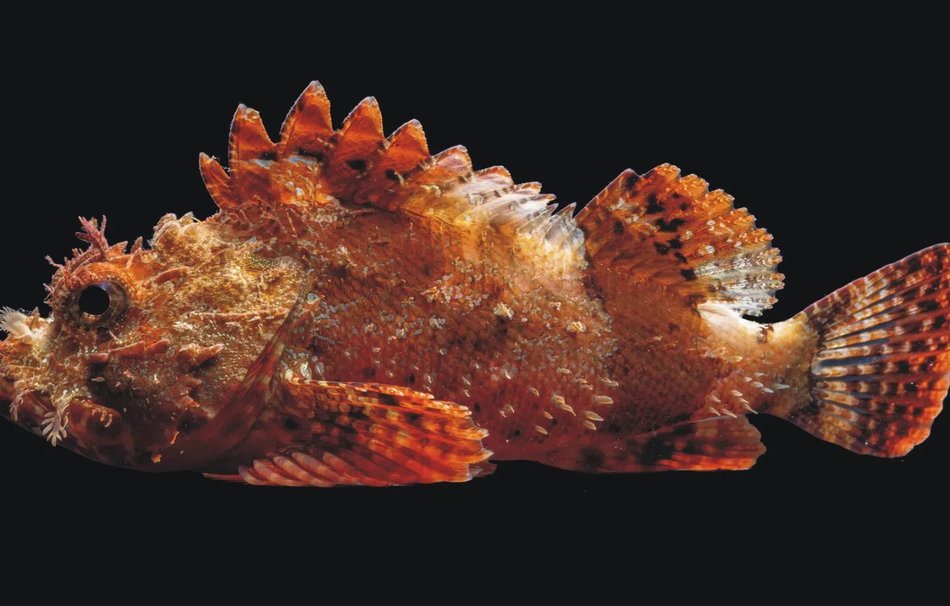 Photo wallpaper animal, fish, Scorpio, animal, Scorpion, fish, a rare animal