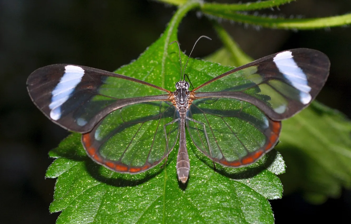 Photo wallpaper butterfly, wings, beautiful, closeup, green leaf