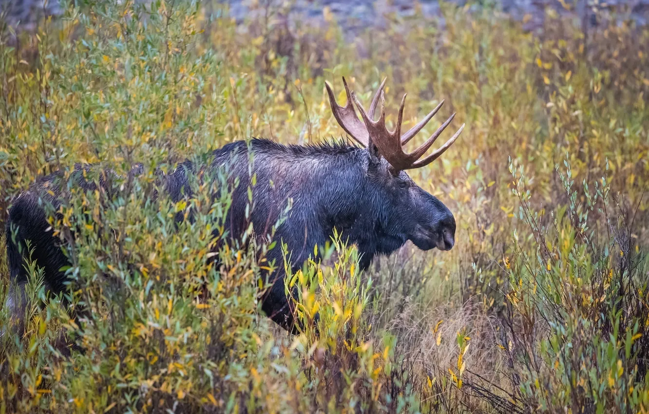 Photo wallpaper thickets, horns, profile, moose